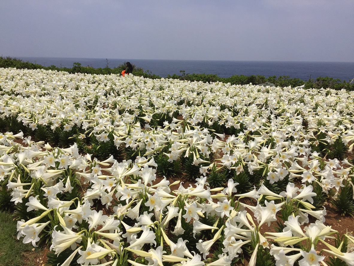 伊江島ゆり祭りに行ってきました 沖縄県町村会