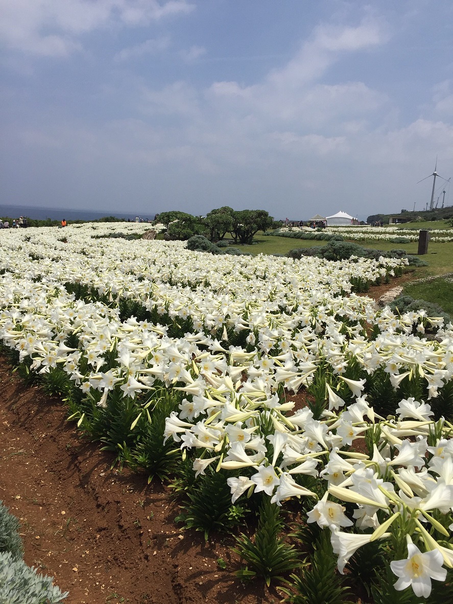 伊江島ゆり祭りに行ってきました 沖縄県町村会