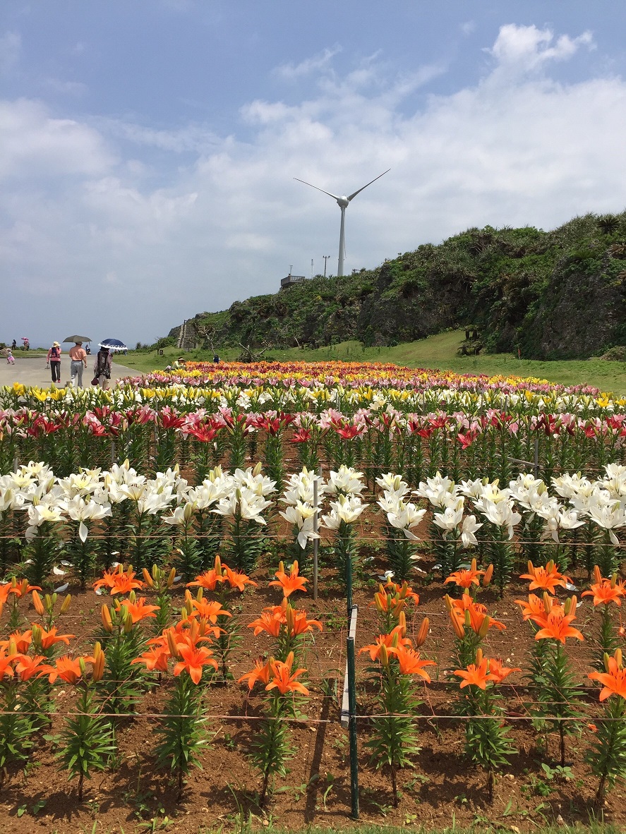 伊江島ゆり祭りに行ってきました 沖縄県町村会